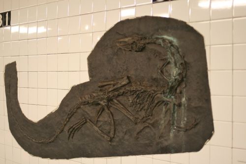 fossils13