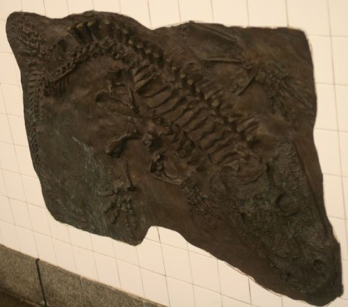 fossils16