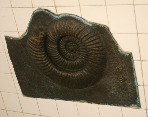 fossils20