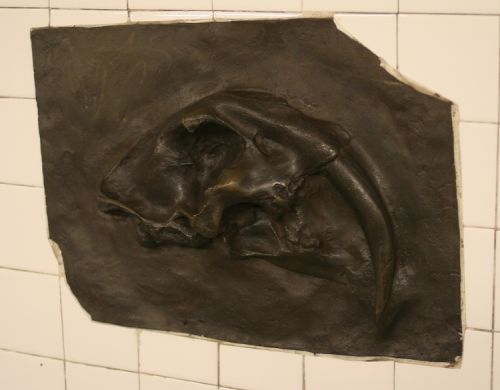 fossils2