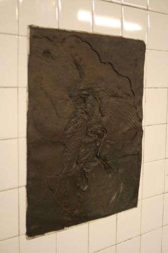fossils3